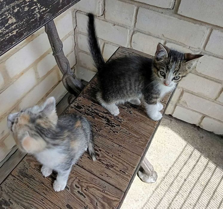 Шикарные Котята бесплатно
