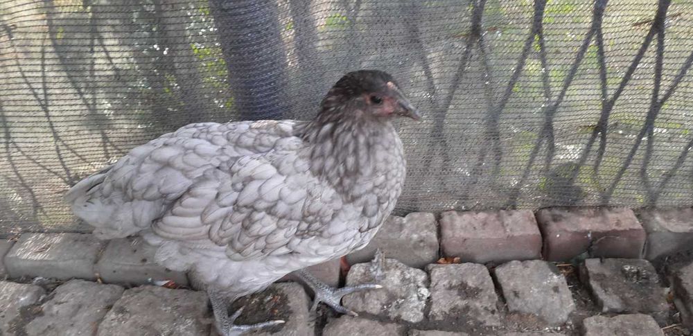 Kury rasy australorp Zabrze • OLX.pl