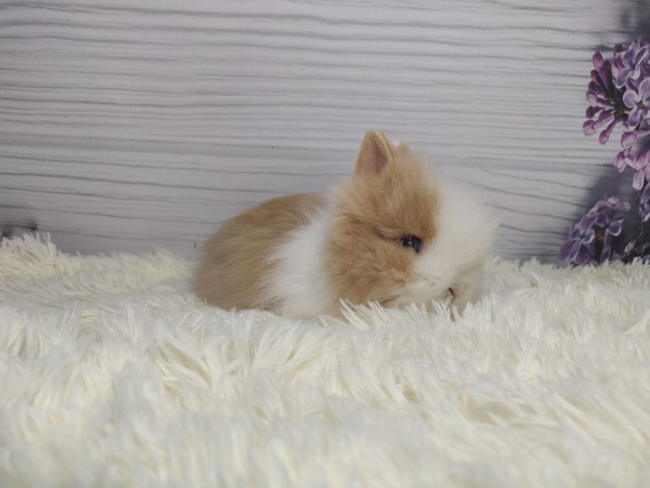 Króliczki Karzełki Teddy. Piękne maluszki do rezerwacji.