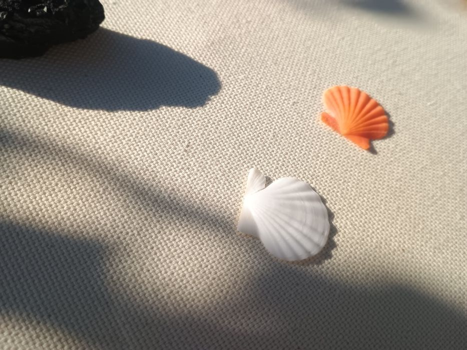 Корал ракушка до акваріума