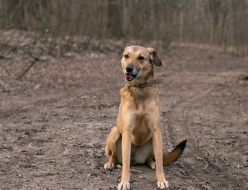 Джесі шукає родину