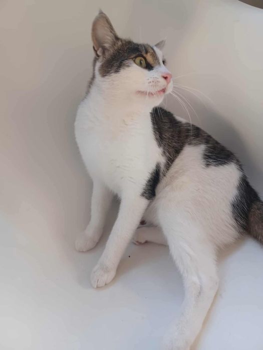 Towarzyski kotek szuka domu