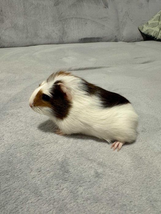 Oddam świnek morskich