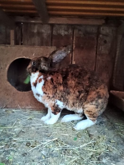 Sprzedam młode króliki gepard trojbarwny
