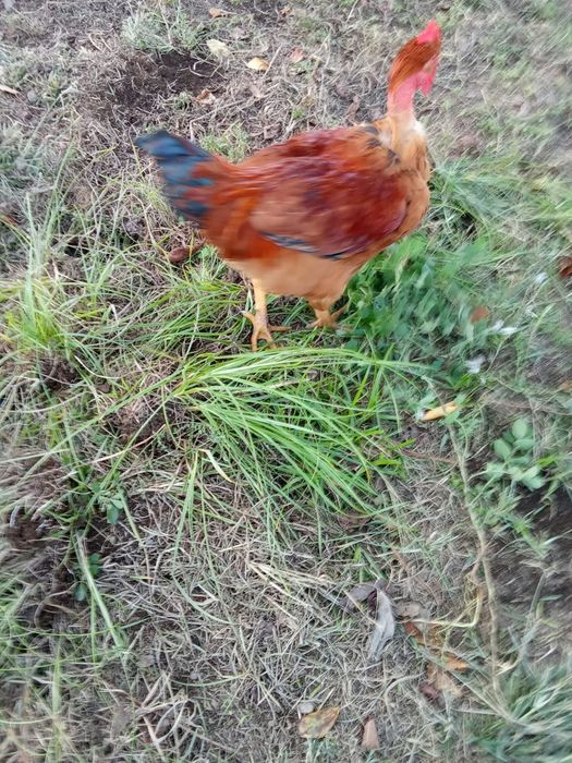 Frangos caseiros