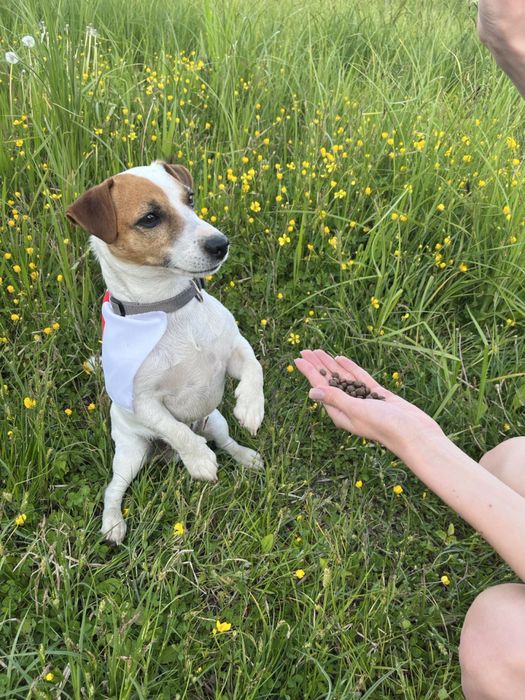 В’язка Джек Рассел тер‘єр