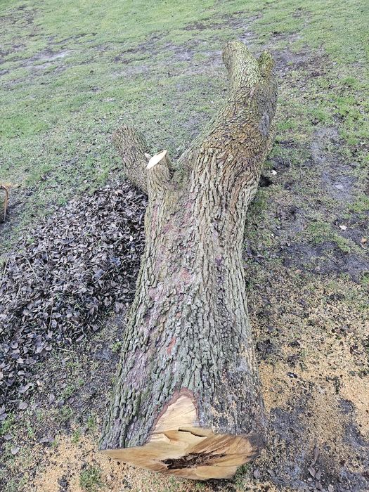 Drzewo na sprzedaż Gruszka