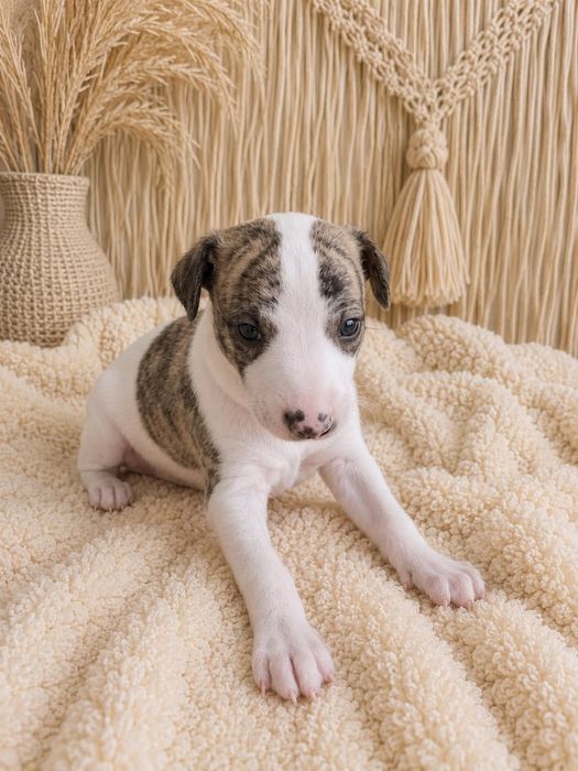 Whippet - Chart Angielski / FCI piesek