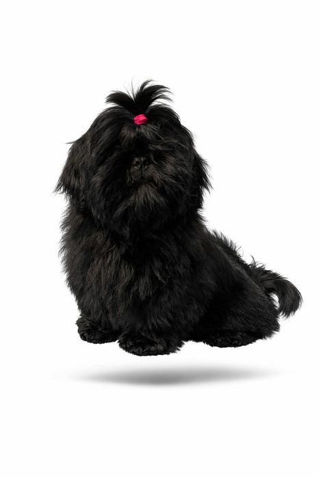 Shih Tzu  czarna sunia zkwp gotowa do odbioru