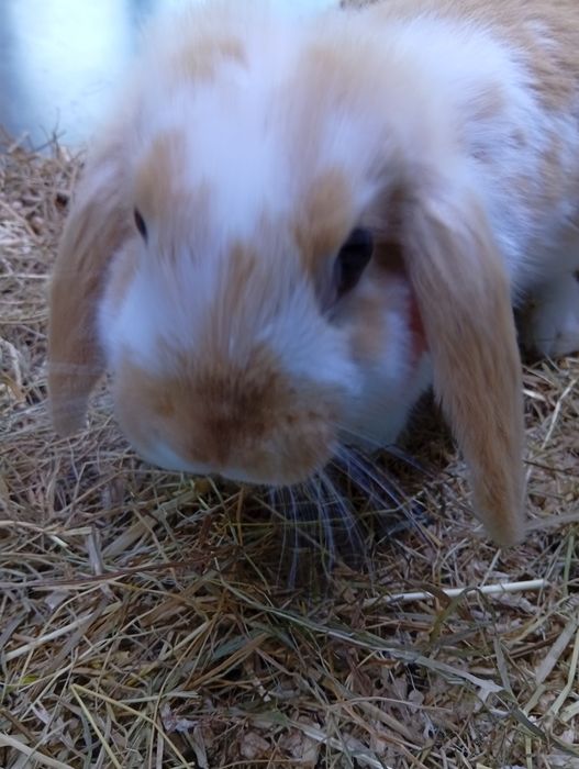 Coelho Belier muito fofo