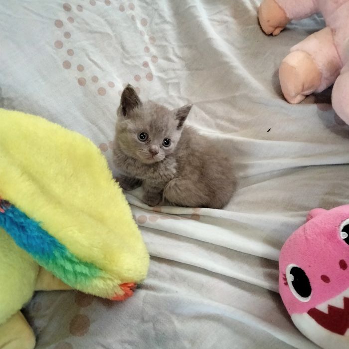 Хлопчик шотландський скоттіш страйт