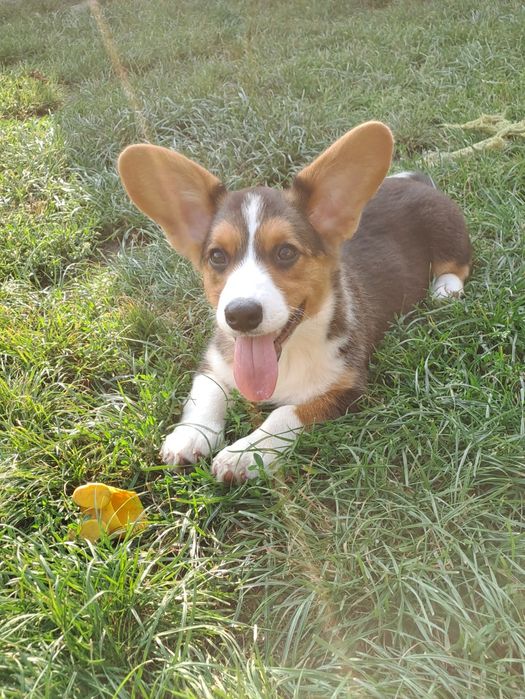 **DEBBIE* sunia Welsh Corgi Cardigan rodzice FCI gotowa do odbioru