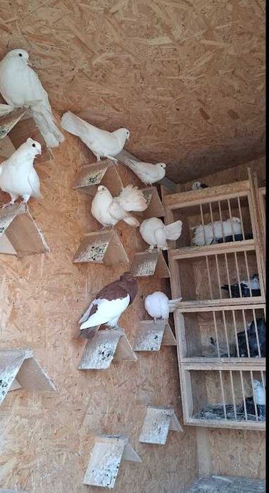 Gołębie ozdobne zmienią właściciela