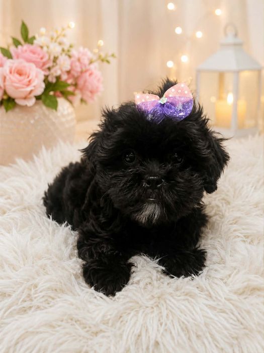 Słodziutka sunia Shih -tzu/pudel toy