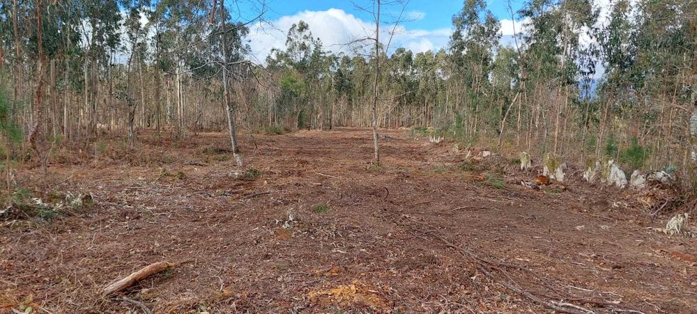 Terreno florestal em Subportela, Viana do Castelo