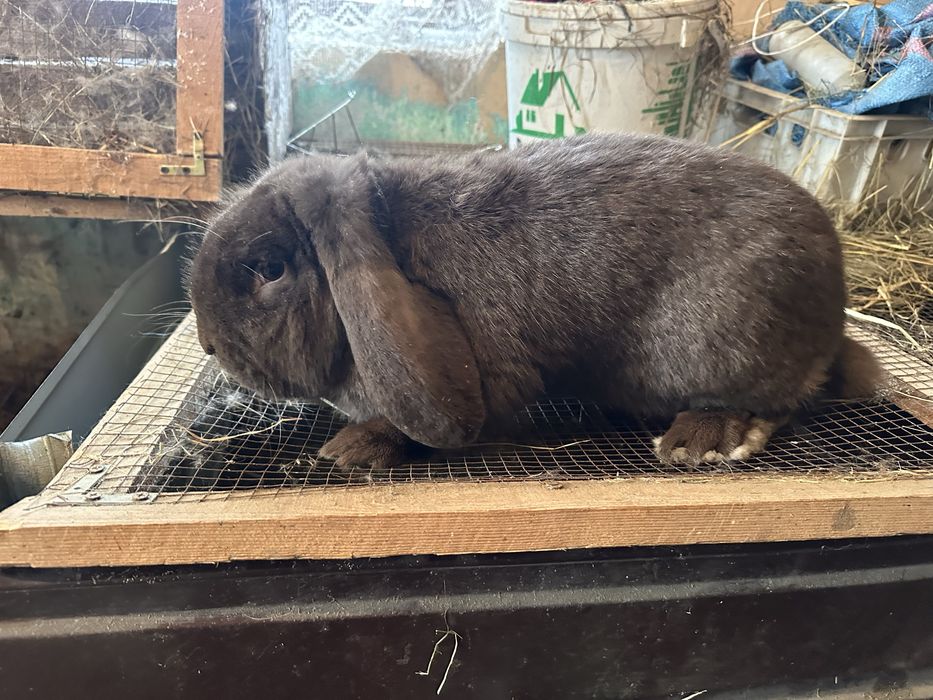 Baran Francuski Havana samica