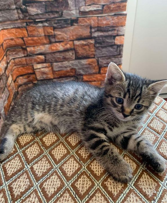 Віддамо кошенят в добрі руки