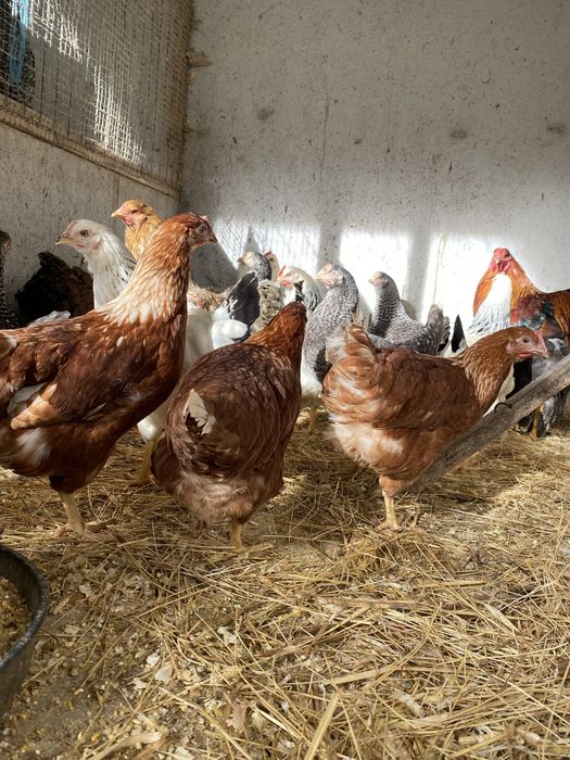 Pintos varias cores e idades