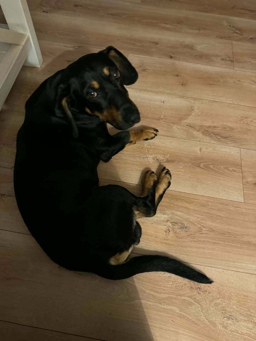 1,5 roczny, alpejski gończy, adopcja za darmo oddam