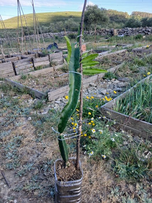 Planta pitaya grande