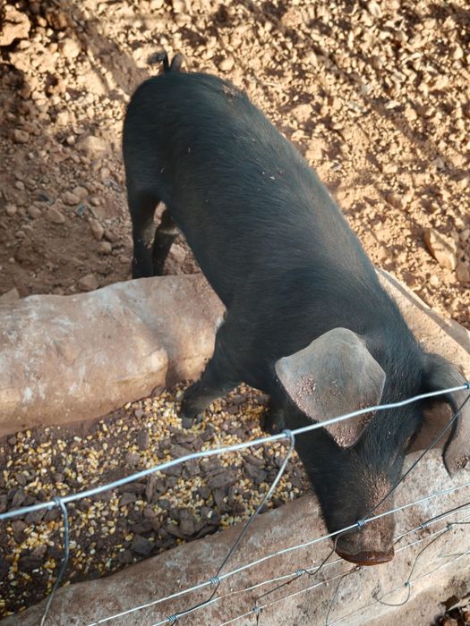 Mudança de pasto