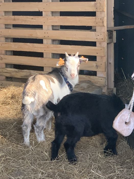 Zamienie koziołka miniaturke na innego