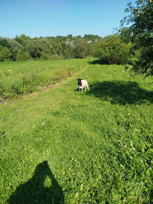 Вівці, баран дорпер 75