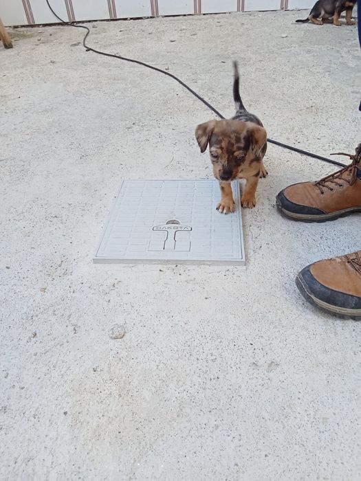 Animais para doação