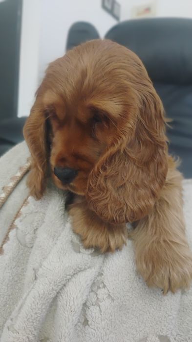 Sprzedam Cocker Spaniela