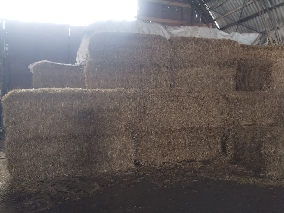 Сома тюкована суха