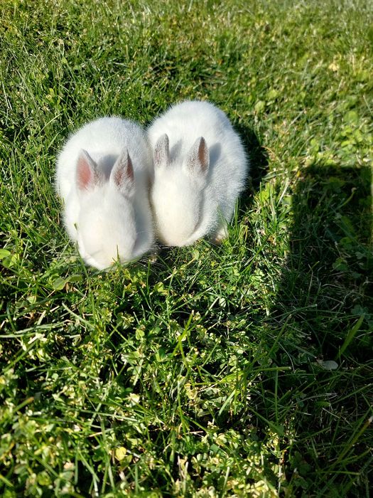 Coelhos anões bebés 1 mês