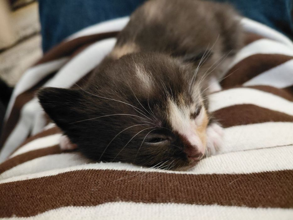 Котята трехцветные