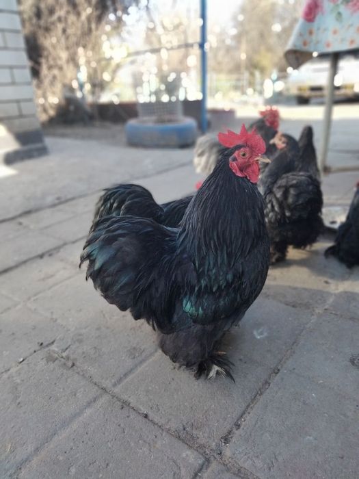 Карликовый кохинхин молодые петушки