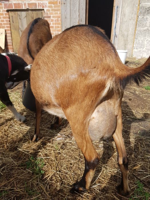 Mleko kozie świeże