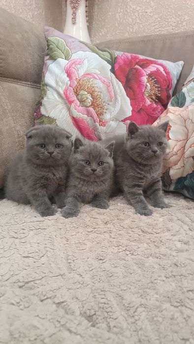 Продам Шотландский чистокровных котят