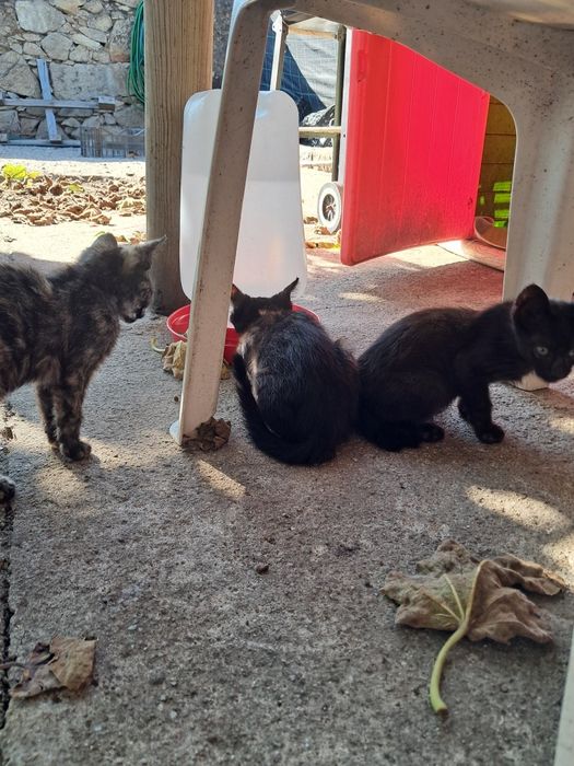 Gatinhos para adoção