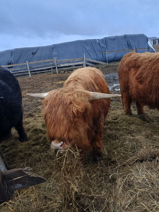 Posiadam byka na sprzedaż