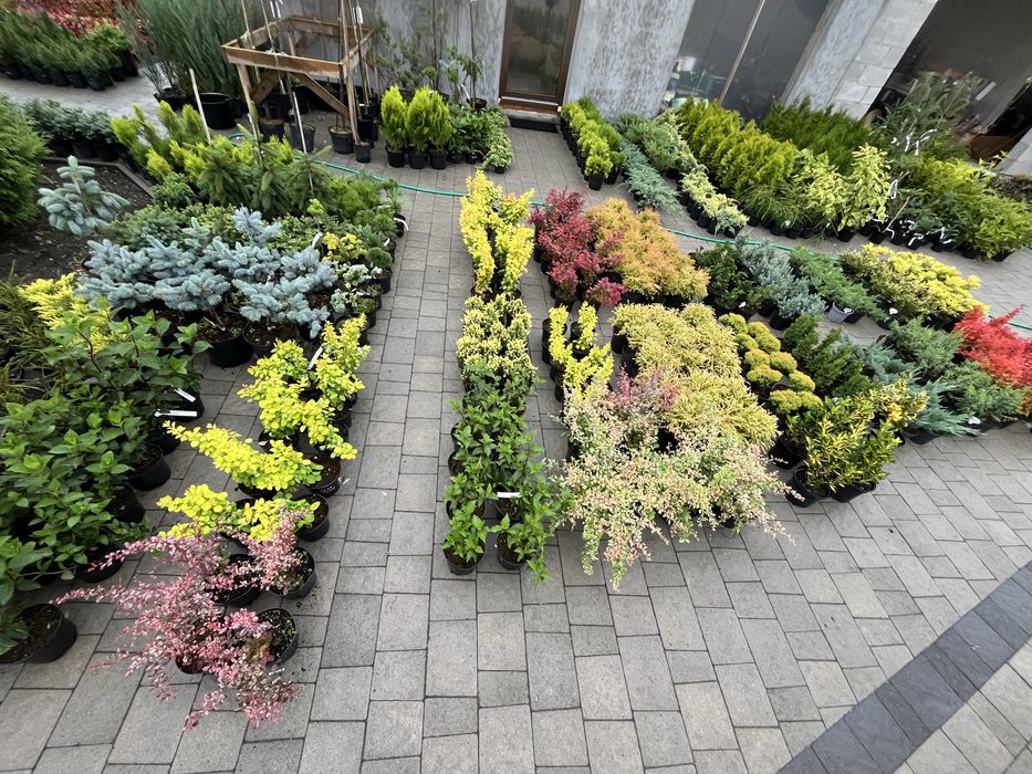 Хвойні дерева рослини квіти