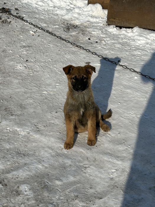 Продам собаку породи (Овчарка)