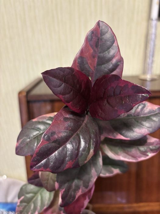 Продам псевдоэрантемумы