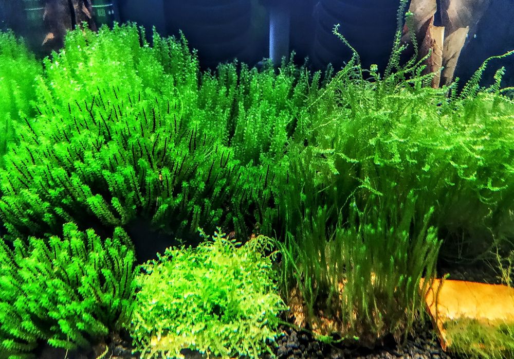 Krewetka/Krewetki/Mech/Mchy/Bucephalandra/Rarytas ZAMIANA PROMOCJA