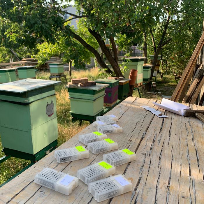 Rodziny  pszczele, odkłady i rójki, ramka wielkopolska, krainka.