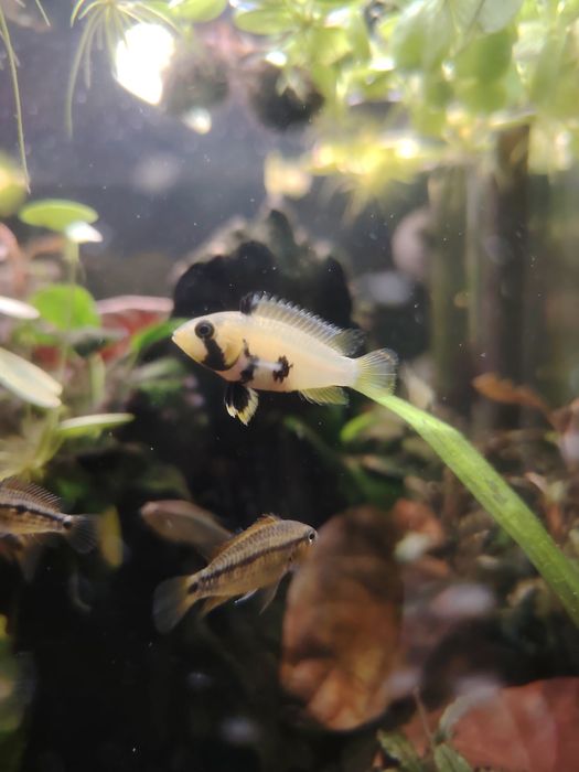 Apistogrammas eremnopige (raros)