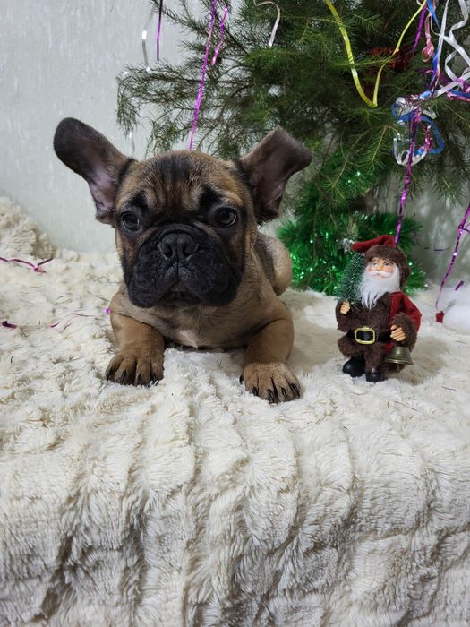 Французький бульдог