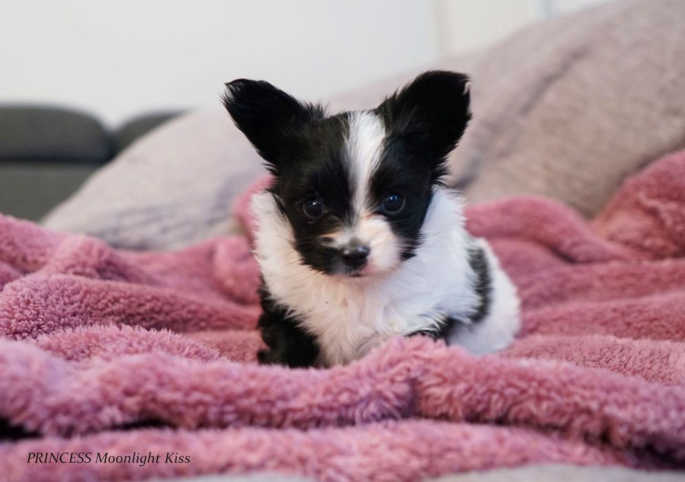 Suczka papillon ZKwP szczeniak spaniel miniaturowy