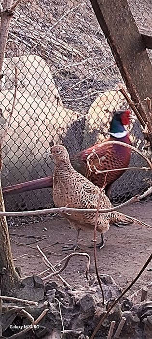 Фазани мисливські яйце 18 грн