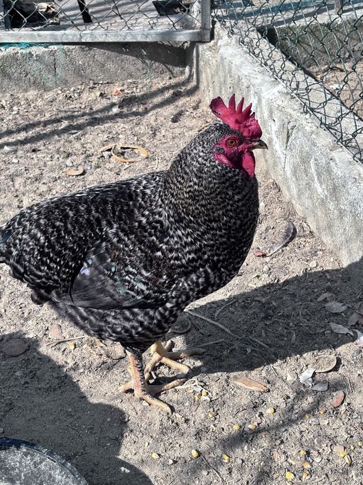 Galos leghorn e pedres portuguesa