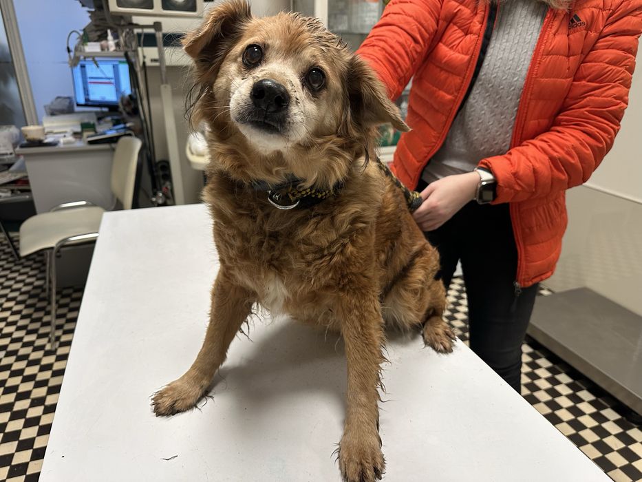 Suczka znaleziona w Brzegu Dolnym.