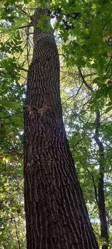 Продам дерево ясокори