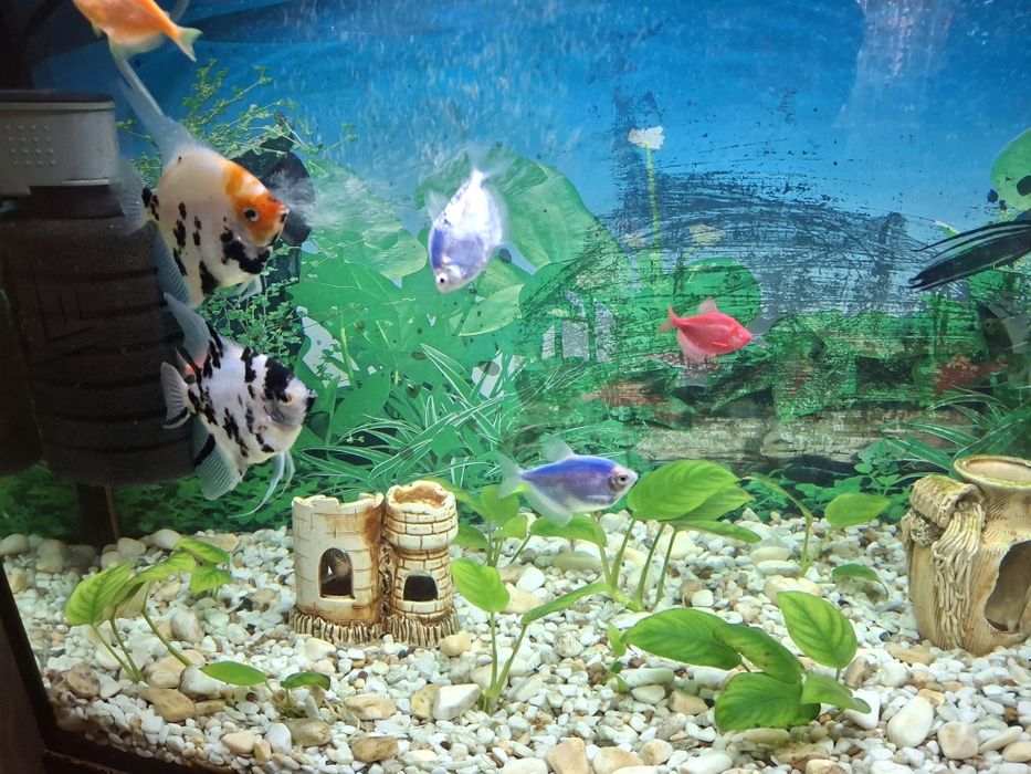 Продам акваріум з рибами та тумбою